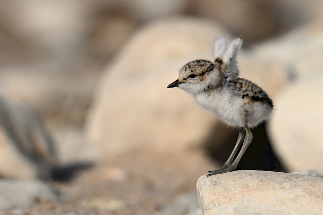 Attention, on marche sur des œufs #OMSDO ! L’opération de protection de la faune littorale revient pour une 7e édition. • Lancement 7e opération OMSDO